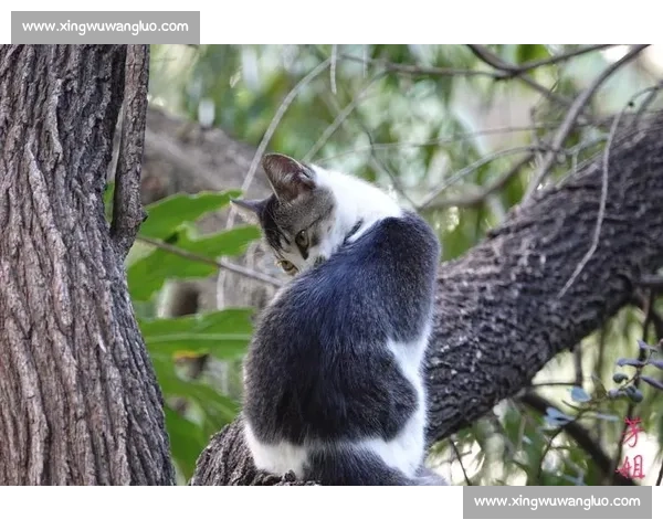 燃烧激情与奋斗精神，共创卓越人生辉煌之路